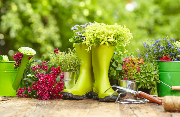Vide jardin
